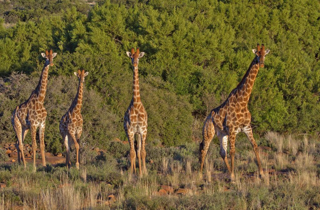 Villa Ko Ka Tsara Bush Camp Beaufort West Exterior foto